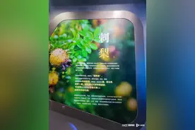 投入1500万元，中山助力贵州“维C之王”亮相大湾区图片