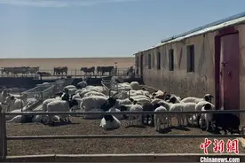 内蒙古边境草原牧民身边的“金融风险管家”图片