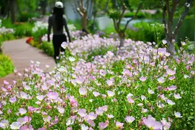一路生花，魔都是懂浪漫的！图片