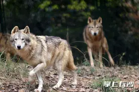 长沙生态动物园又添19位新成员，它们神秘又迷人……图片