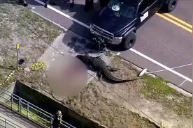 4米多长巨型鳄鱼被发现在路边“吃人”：现场有一大摊血，受害者身份已确认图片