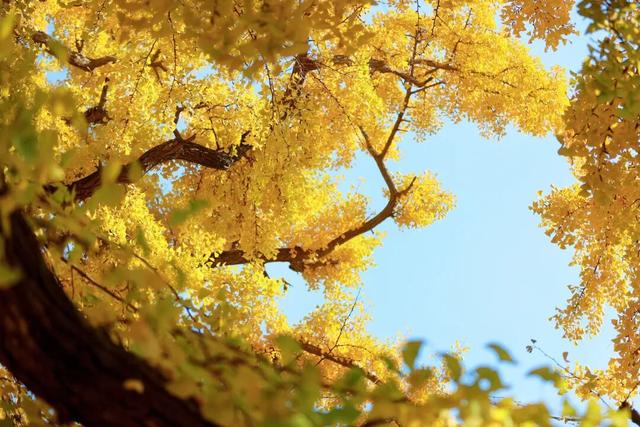 千年莒县银杏树！这一眼惊艳时光，高清大图超治愈