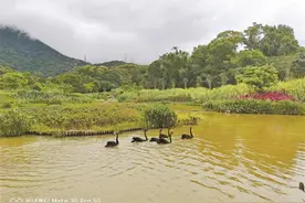 梧桐山恩上湿地天鹅舞翩跹图片