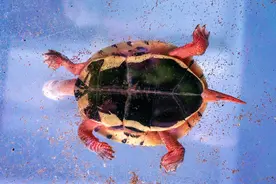 男子在国家公园捕两只“金钱龟”拿回家饲养被判缓刑，罚金5000元图片