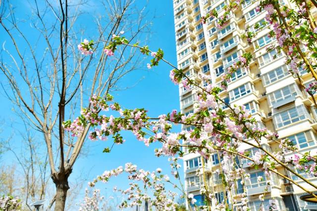 春色满城！定州藏不住的温柔与浪漫