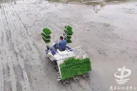 稳产保供 端牢饭碗｜忠县：农业社会化服务促水稻移栽提速图片