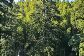 山水古村，茶香飘远……这是一个藏在深山里的人间秘境图片