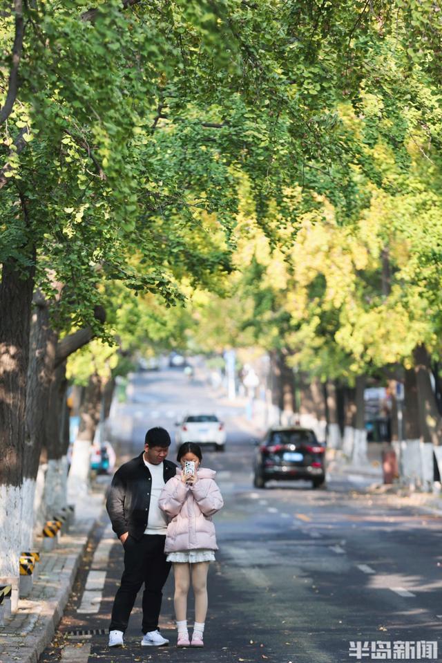 太平角银杏抢“鲜”黄！