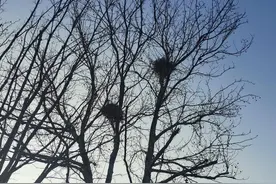 自由地飞翔与流浪（散文）图片