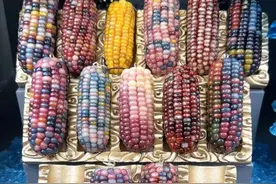 几千元一根的文玩玉米，我能种么？图片