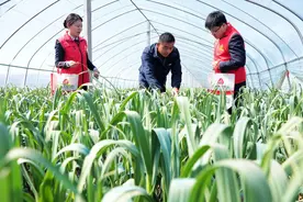 兰陵农商银行：科技金融与春耕备耕的“双向奔赴”图片