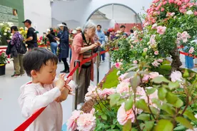 第九届月季大会开幕，门头沟发布入园购票、交通出行攻略图片