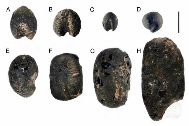 比黄帝炎帝传说还早4000年，重大考古发现：山东发现45粒9000年前炭化小豆，为东亚农业起源研究提供颠覆性实证