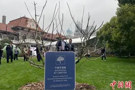 英国“出生证”中国“身份证” 牛顿苹果树“落户”上海科学会堂图片