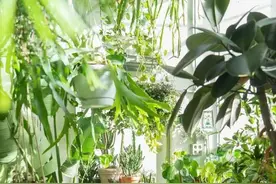 气温转凉，是时候给盆栽翻盆啦！一篇教你学会→图片