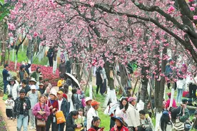 春日盛景圆通樱潮图片