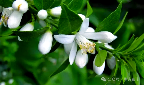 ​来东川拖布卡，赴一场繁花之约！