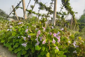 新县：林下套种农作物 既收“金”又吃“瓜”图片