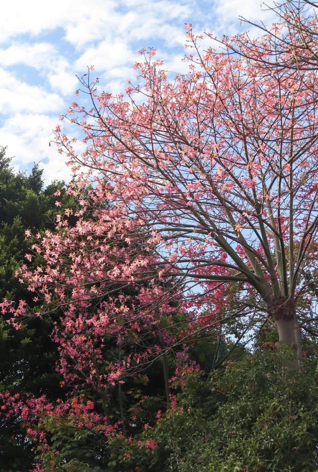 没想到，冬日的黎明湖公园这么美！