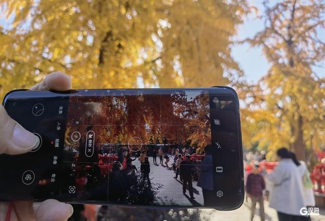 满树金黄！青岛这棵千年银杏已进入最佳观赏期