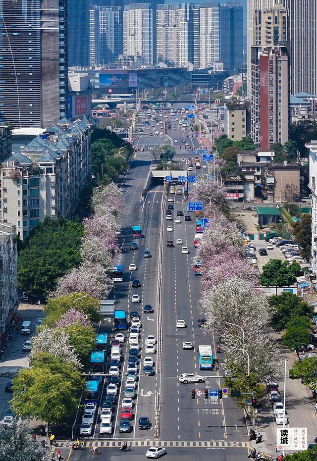 读城｜工业路上羊蹄甲 花开花落近“不惑”