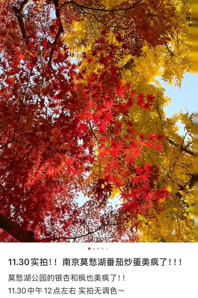 美爆了！南京“番茄炒蛋树”前，挤满了人