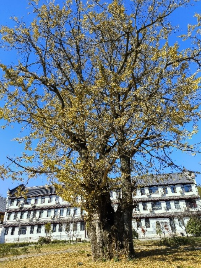 湖南绝美银杏打卡地，太出片了