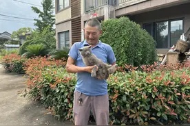 是姜子牙！出走4月的老猫回家，独居老人泪目：它还认得归来路图片