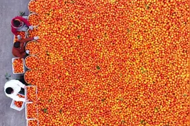 不瞒你说，柑、橘、橙、柚、柠檬，其实都是亲戚图片