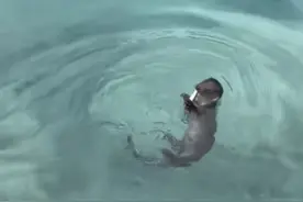 游客九寨沟景区偶遇水獭抓鱼，工作人员：野生的，不一定每天能见到图片