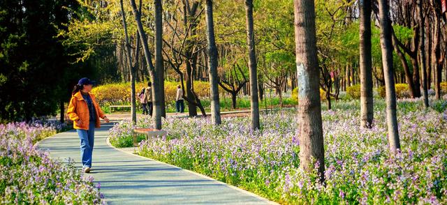 美翻了！将府公园“二月蓝”形成浪漫“京城蓝海”