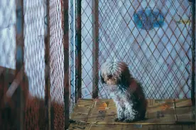 遗弃宠物频发、收容力量有限，城市里的流浪犬该怎么处理？图片