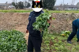 “这是罂粟？以为是茼蒿呢！”民警：别狡辩图片