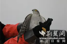 竹山：雀鹰撞墙受伤 市民救助放飞图片