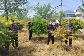 余杭黄湖：以温情赴“春”之约，用巧手做植物书签收藏春天图片
