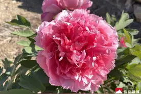 图集 | 牡丹花开正当时图片