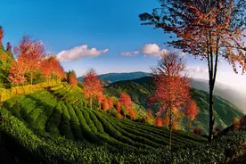 在故乡普洱茶山，醉茶 | 月是故乡明①图片