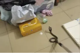 蛇出没！蛇类防范知识学起来图片