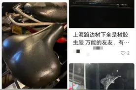 受不了了！上海近期高发！地上、车上全都黏糊糊！有人急着花钱“精洗”，结果发现……图片