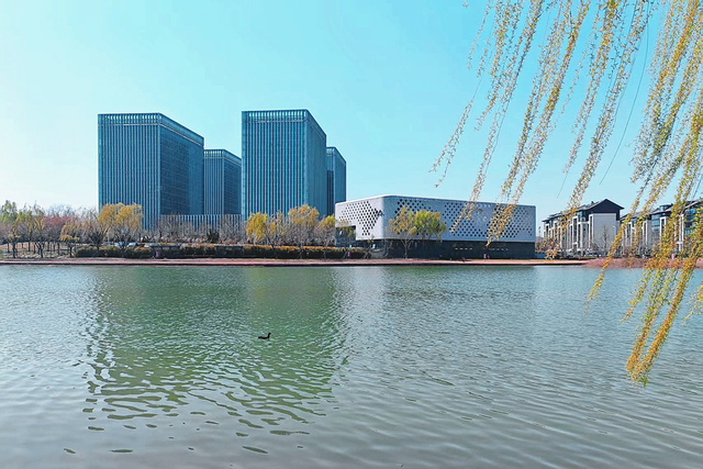 河南的春天，“柳”给你！