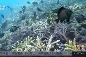 在海底“植树造林” 海南自贸港的生态保护不一般图片