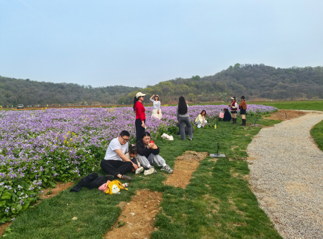 丹阳这处新晋春游打卡地，美翻了！
