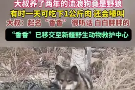 大叔养了两年的流浪狗竟是野狼，有时一天可吃下1公斤肉，还会嚎叫，大叔：起名“香香” 很听话，白白胖胖的，“香香”已移交至新疆野生动物救护中心#原来是狼图片