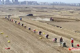 陇拍客丨民乐：祁连山下紫皮大蒜种植忙图片