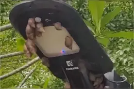 堪称“毒王”！雨后看见它，千万别碰图片