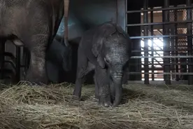 华东地区首胎首次亮相，名字随妈性格也像妈图片