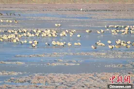 云南香格里拉纳帕海越冬黑颈鹤达562只创新高图片