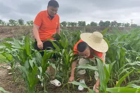 青岛市完成2.06亿元玉米灾后赔付 为农业生产“保驾护航”图片