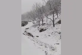 北京多区已飘雪！下午还有……图片
