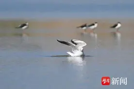 连云港海州：河湖复苏生态美 候鸟蹁跹入画来图片